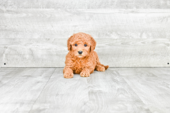 Playful Golden Retriever Poodle Mix Puppy