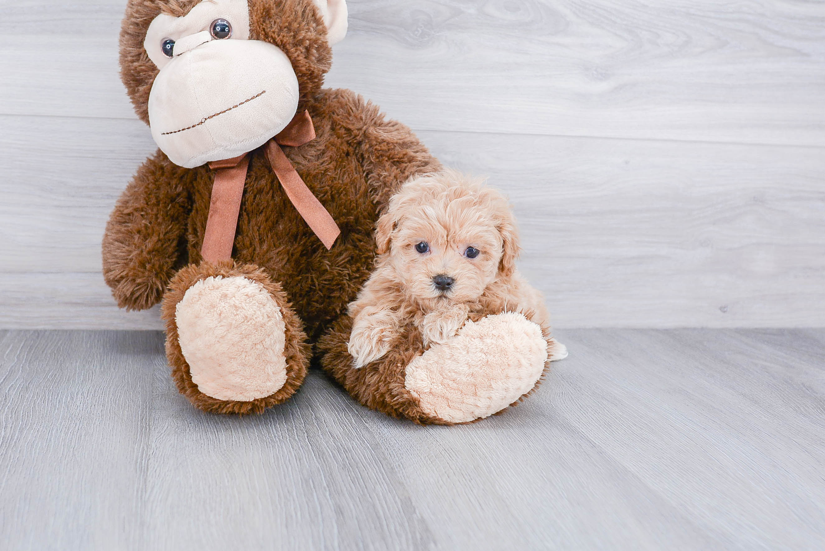 Best Maltipoo Baby