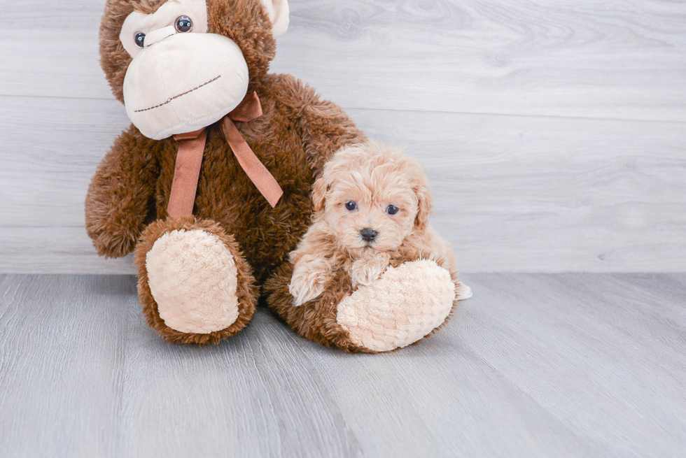 Best Maltipoo Baby