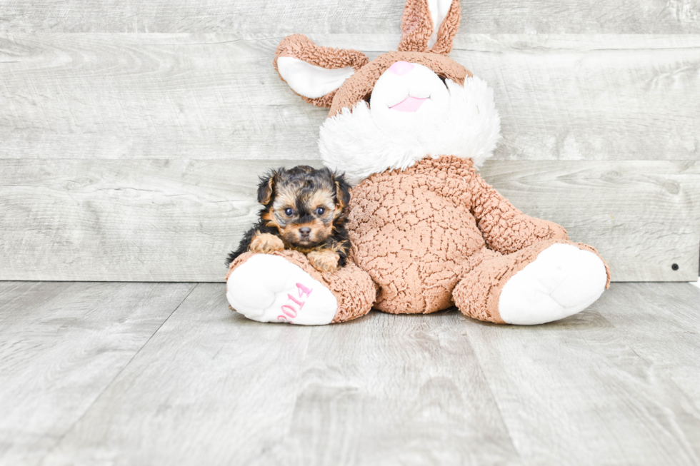 Small Yorkie Poo Baby