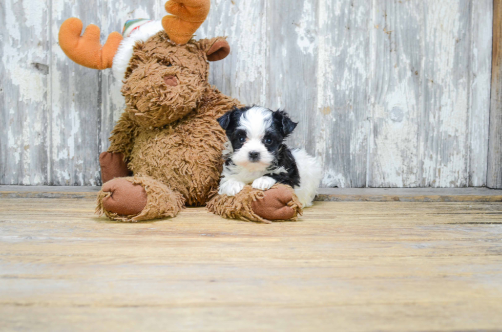 Small Morkie Baby