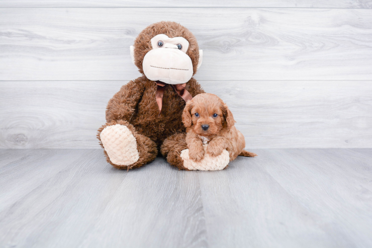 Little Cavoodle Poodle Mix Puppy