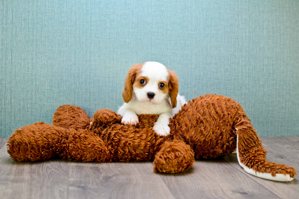 Cavalier King Charles Spaniel Puppy for Adoption