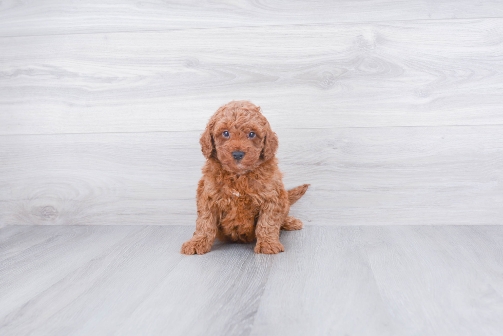 Small Mini Goldendoodle Baby