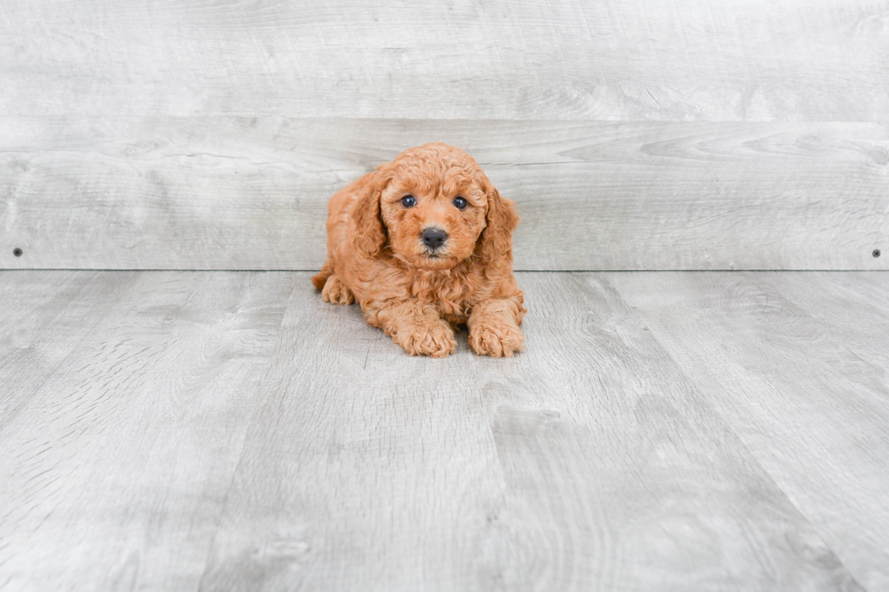 Best Mini Goldendoodle Baby