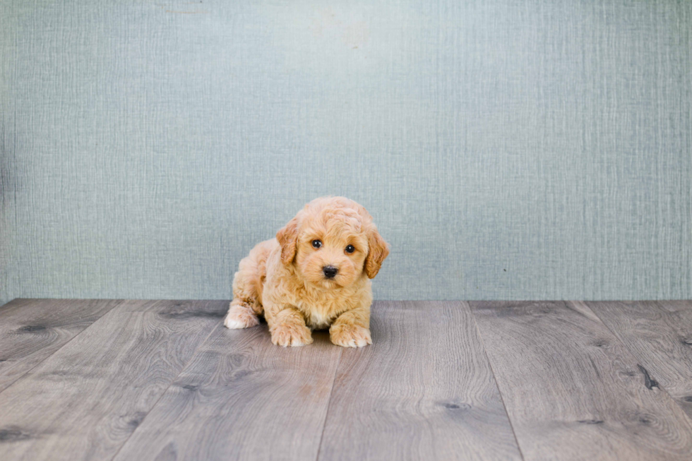 Smart Maltipoo Poodle Mix Pup