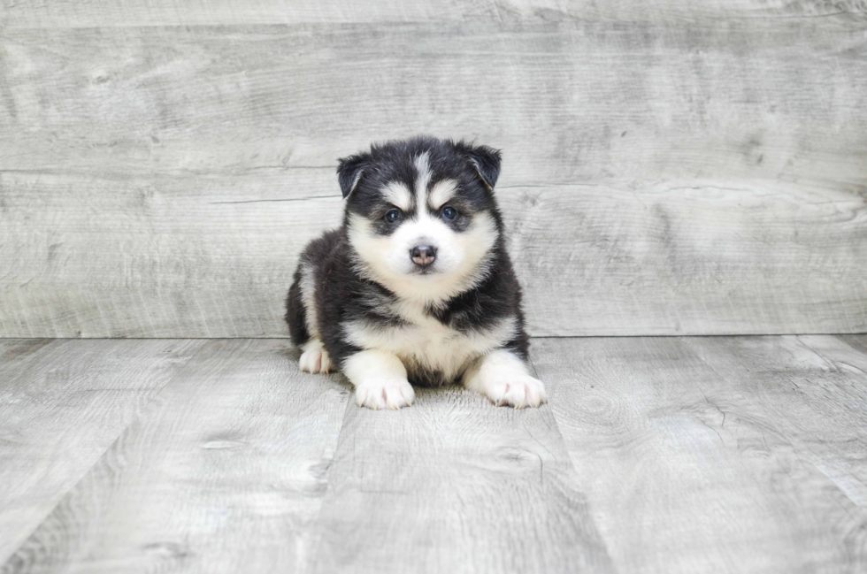 Energetic Mini Husky Designer Puppy