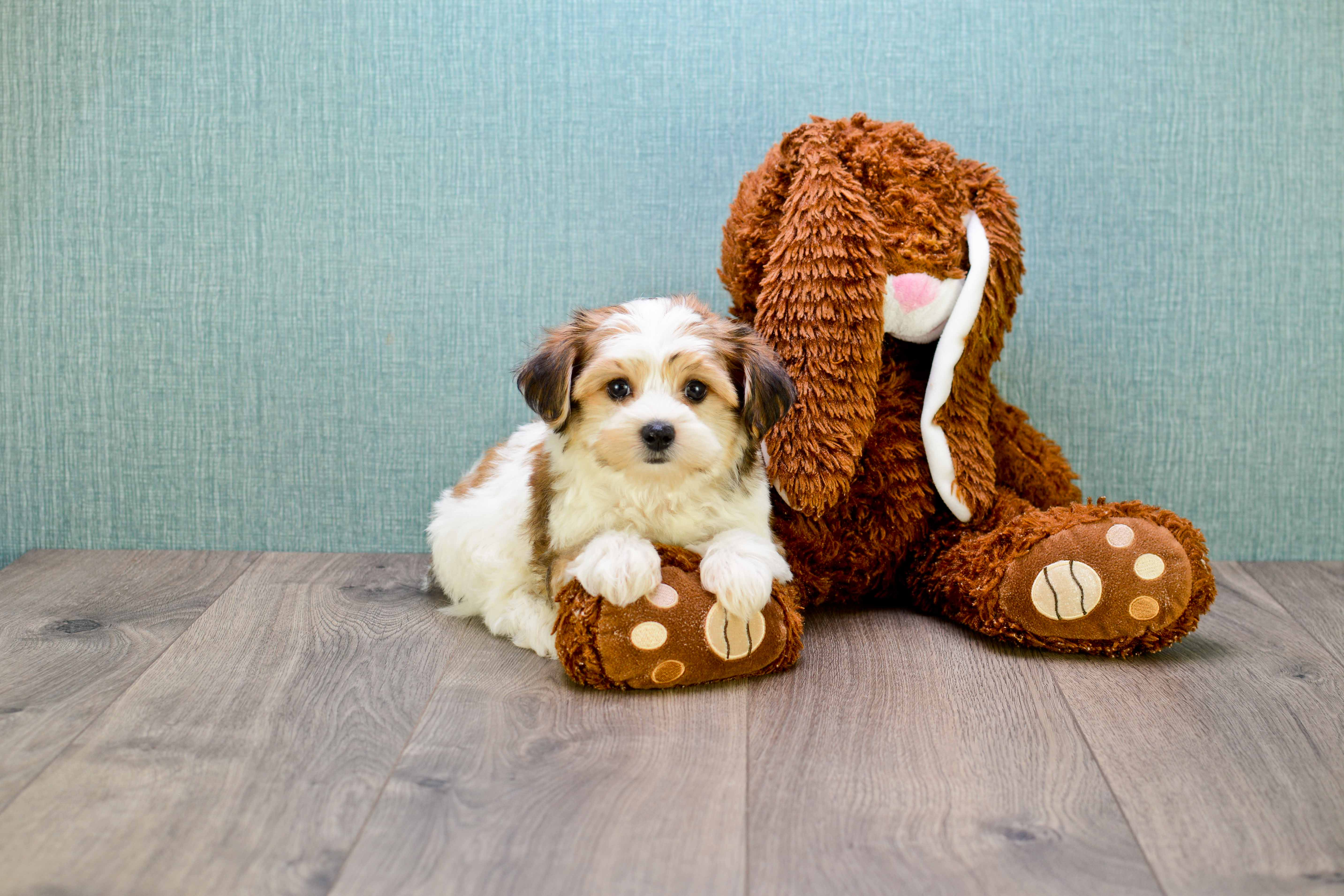 Energetic Yorkie Designer Puppy