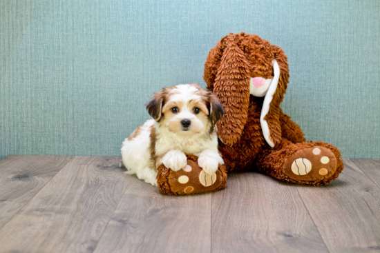 Energetic Yorkie Designer Puppy