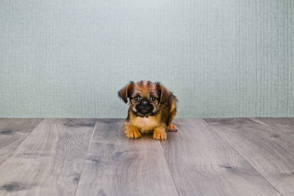 Cute Brussels Griffon Mix Puppy