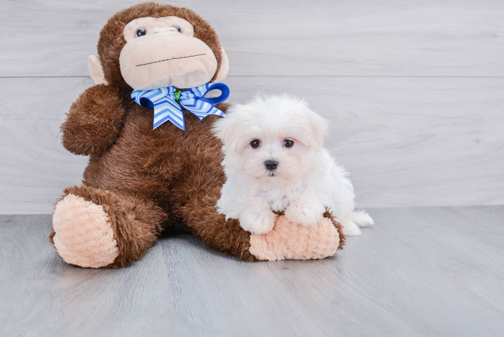 Maltese Pup Being Cute