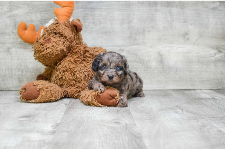 Best Mini Aussiedoodle Baby