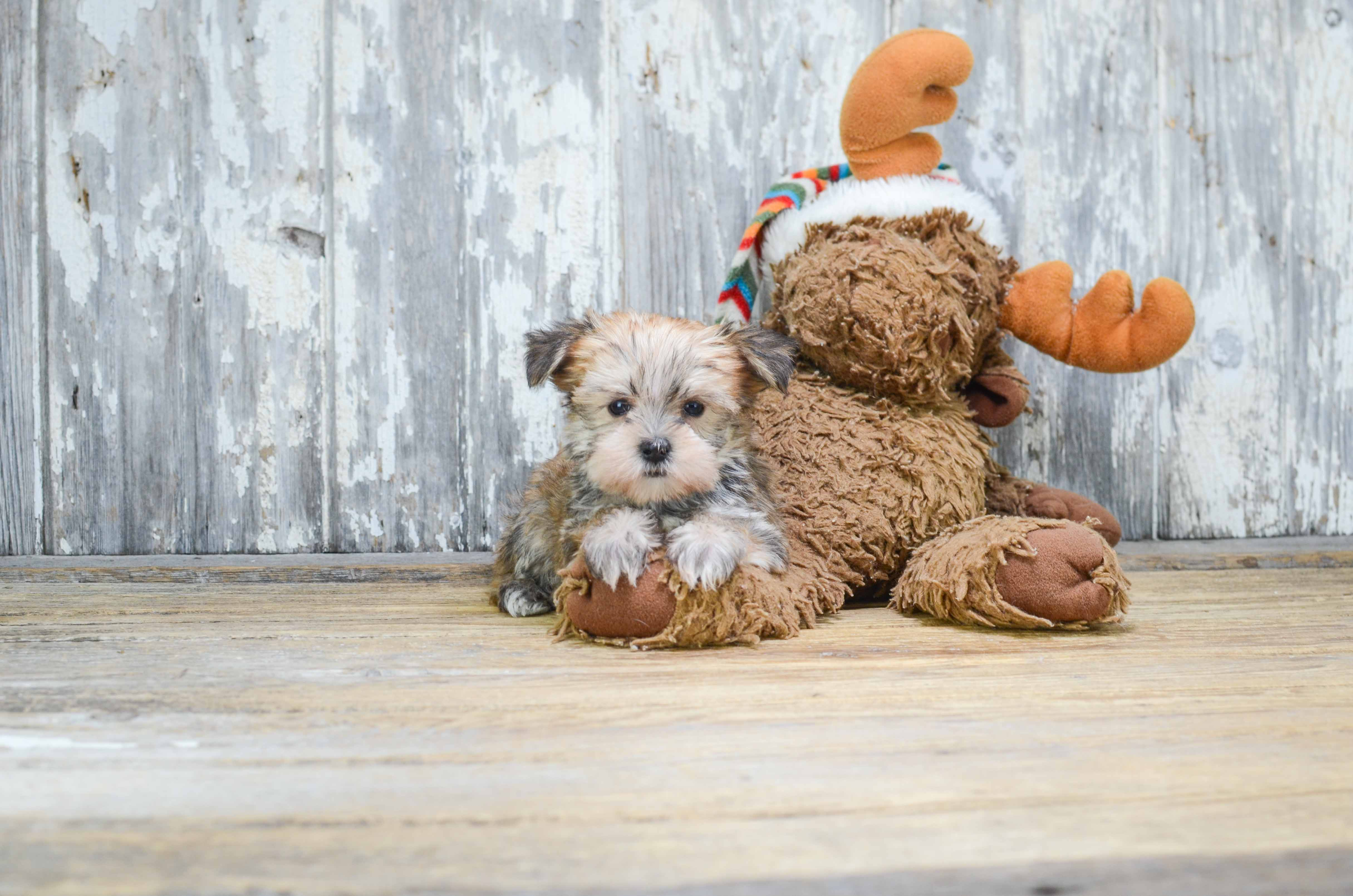 Morkie Pup Being Cute