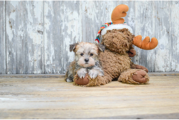 Morkie Pup Being Cute