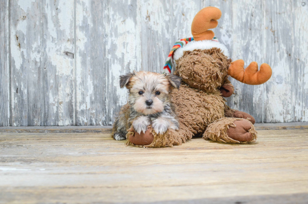 Morkie Pup Being Cute