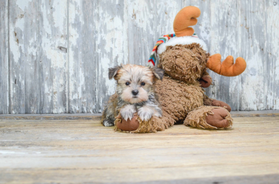 Morkie Pup Being Cute