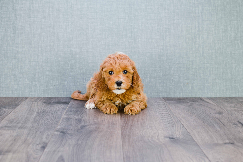 Best Mini Goldendoodle Baby