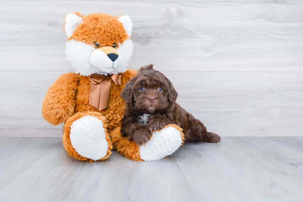 Friendly Cockapoo Baby