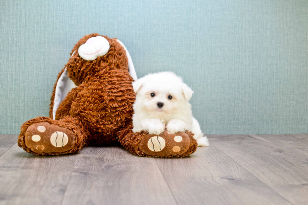 Petite Maltese Purebred Puppy