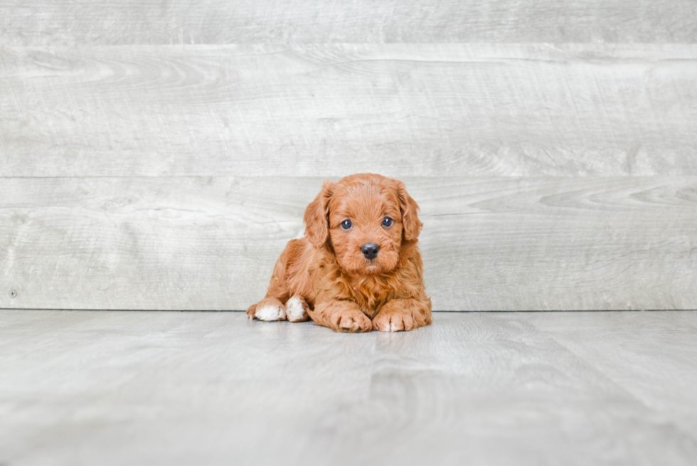 Fluffy Cavapoo Poodle Mix Pup