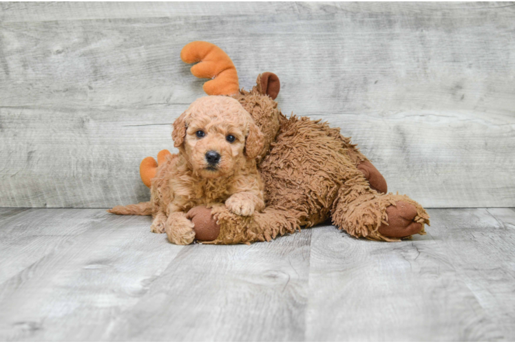 Playful Golden Retriever Poodle Mix Puppy