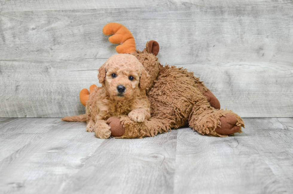 Playful Golden Retriever Poodle Mix Puppy