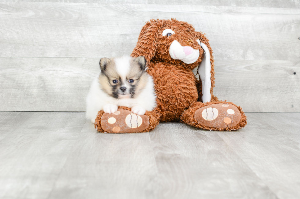 Pomeranian Puppy for Adoption