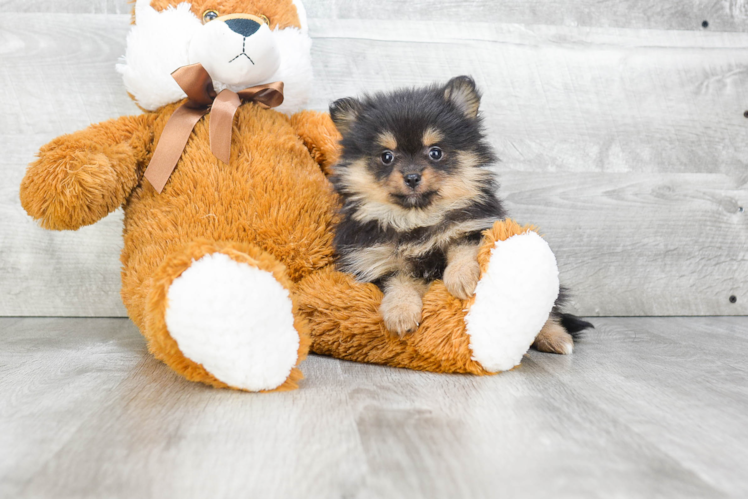 Pomeranian Puppy for Adoption