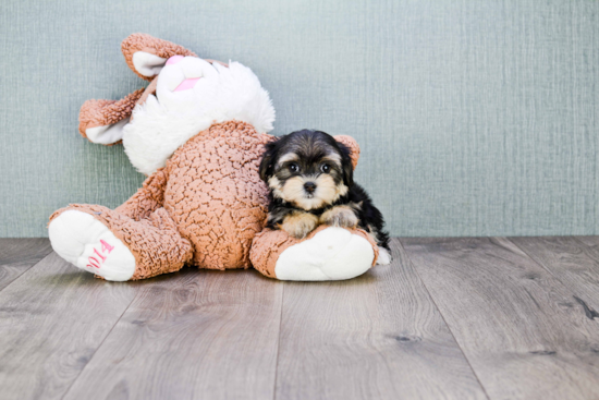 Morkie Pup Being Cute