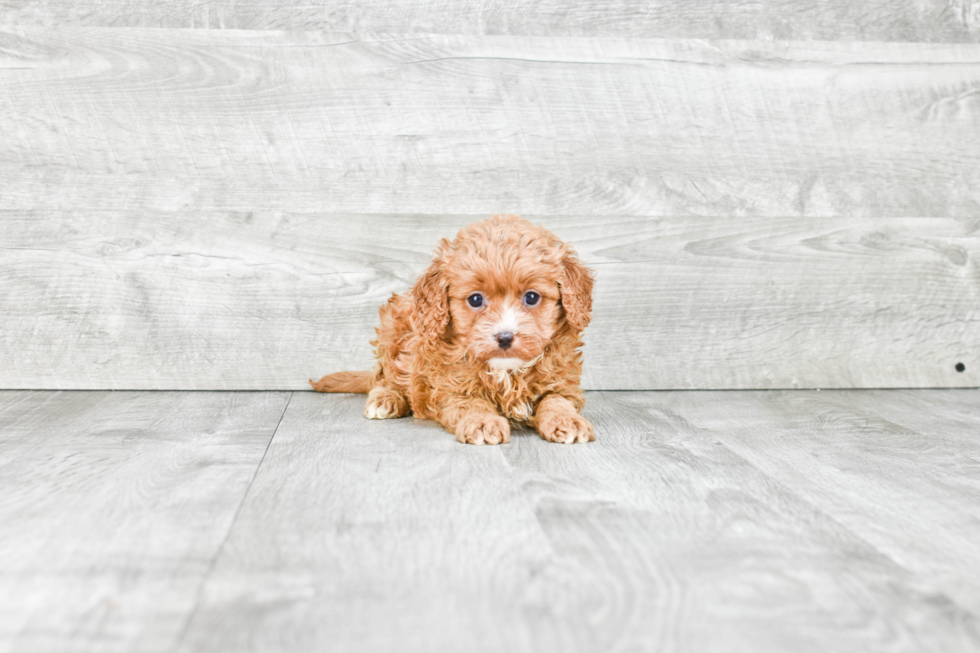 Cavapoo Puppy for Adoption