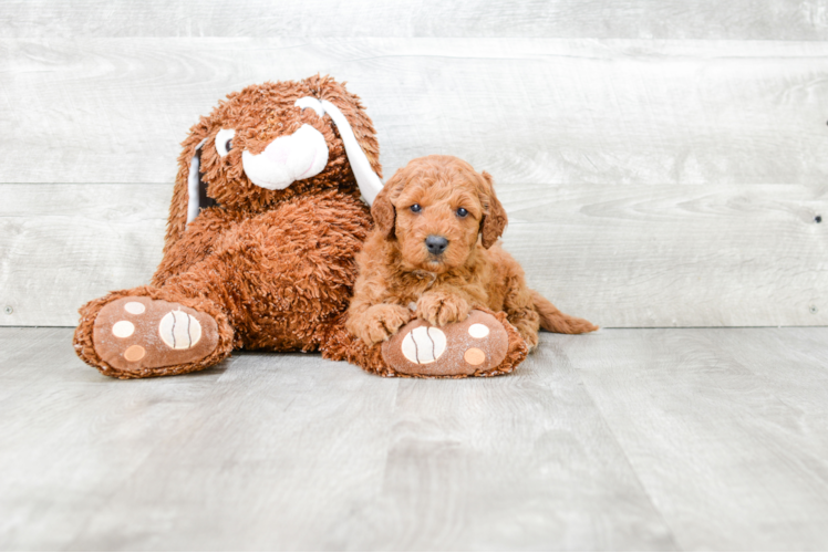 Popular Mini Goldendoodle Poodle Mix Pup