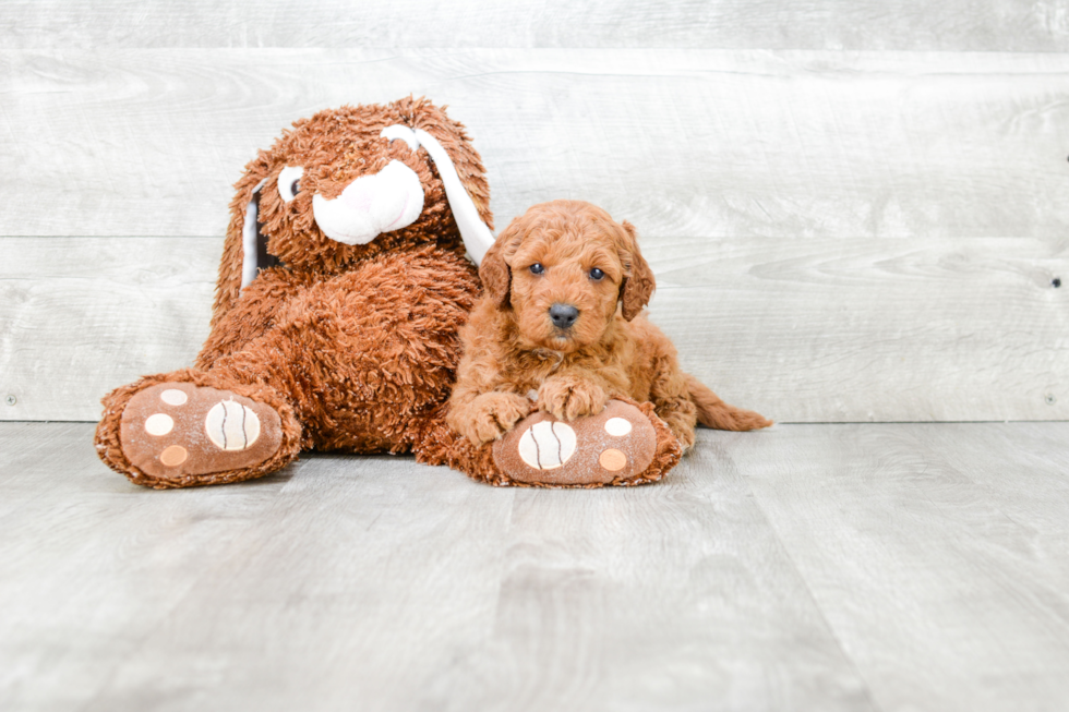 Popular Mini Goldendoodle Poodle Mix Pup