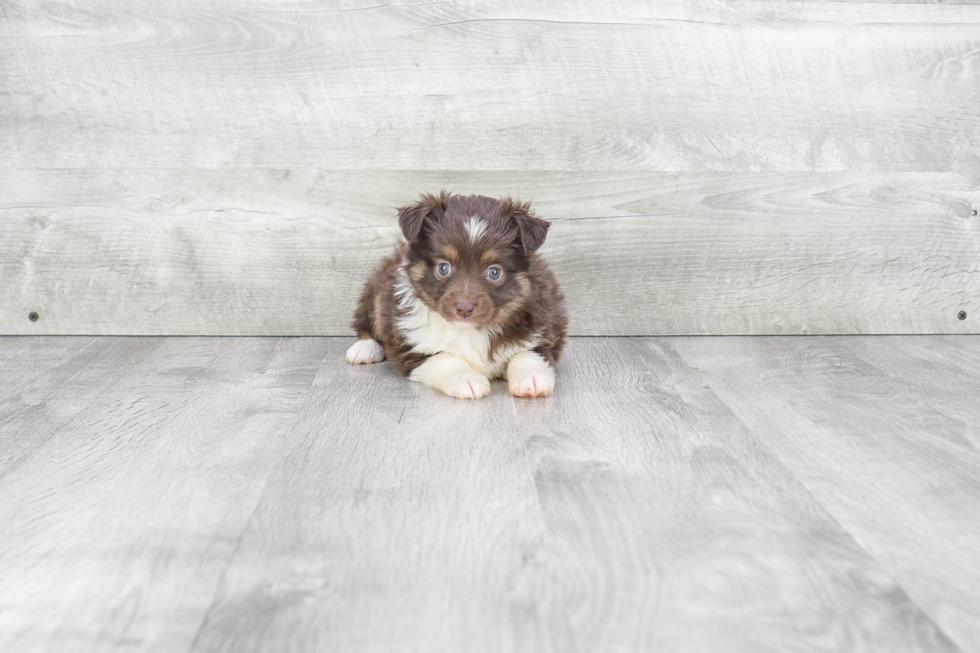 Sweet Mini Aussiedoodle Baby