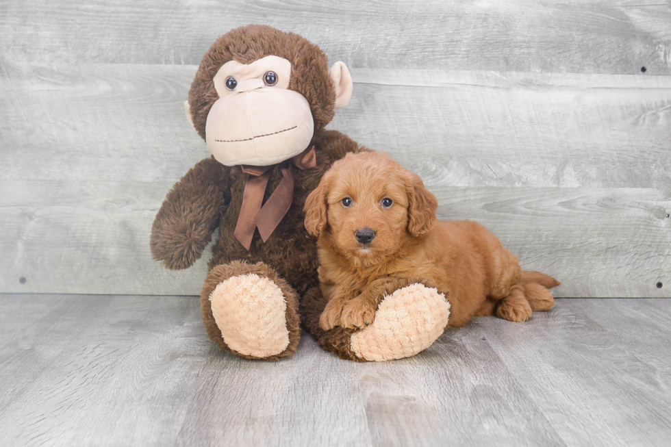 Mini Goldendoodle Puppy for Adoption