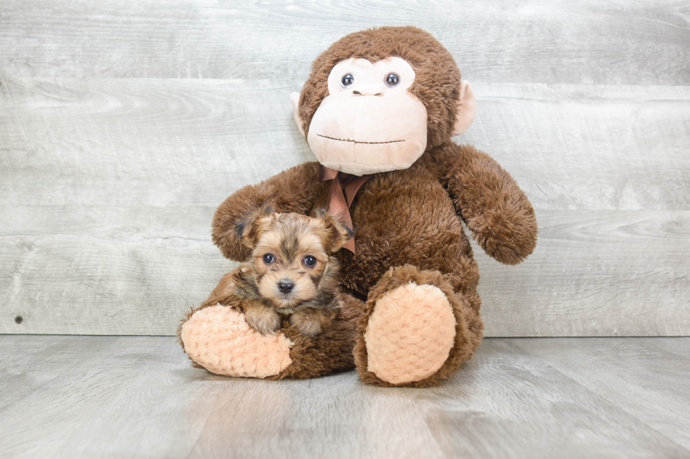 Morkie Puppy for Adoption