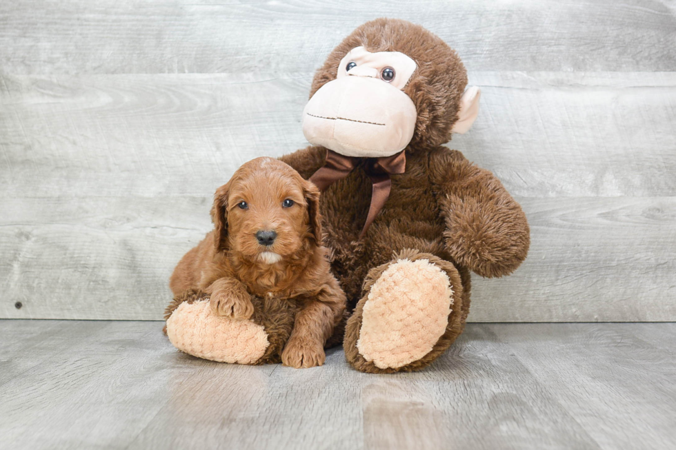 Mini Goldendoodle Puppy for Adoption