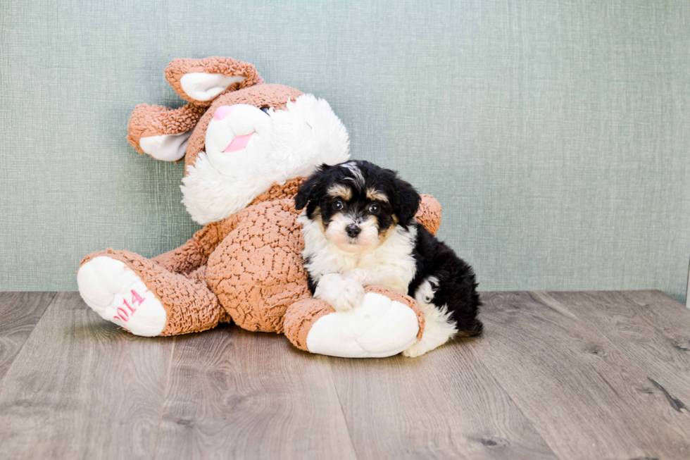 Happy Mini Aussiedoodle Baby