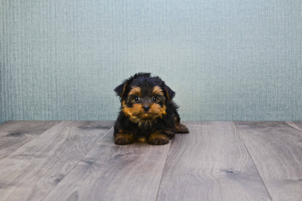 Meet Timmy - our Yorkshire Terrier Puppy Photo 