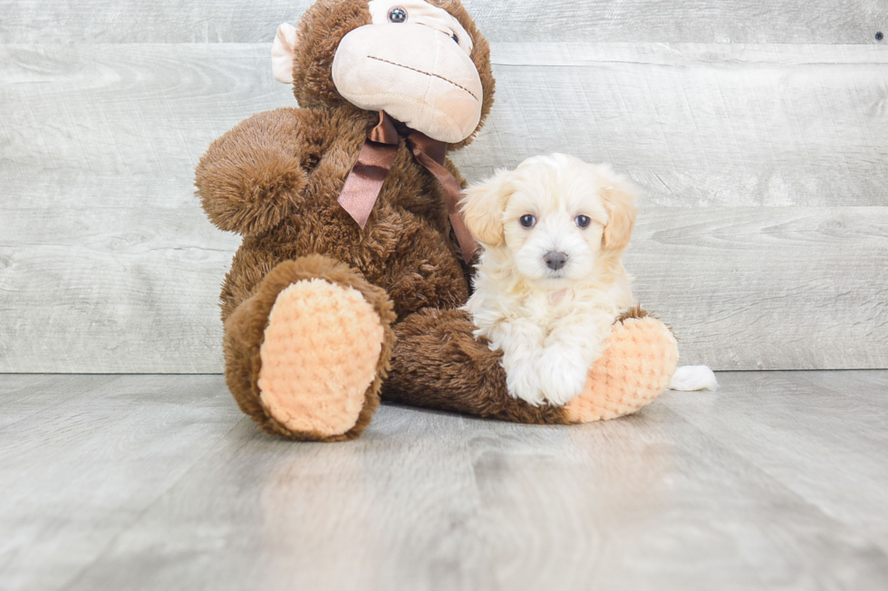 Maltipoo Pup Being Cute