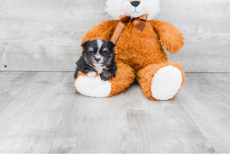 Maltipom Puppy for Adoption