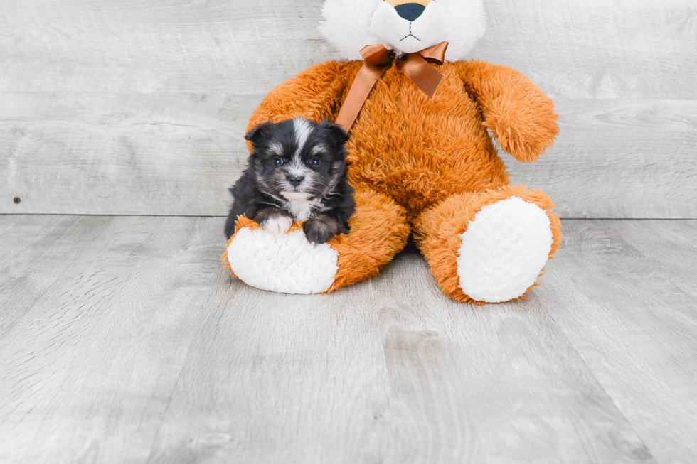 Maltipom Puppy for Adoption