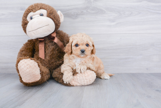 Petite Cavapoo Poodle Mix Pup