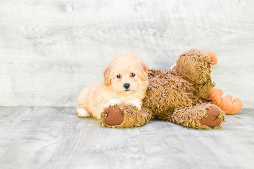 Little Maltese Poodle Poodle Mix Puppy