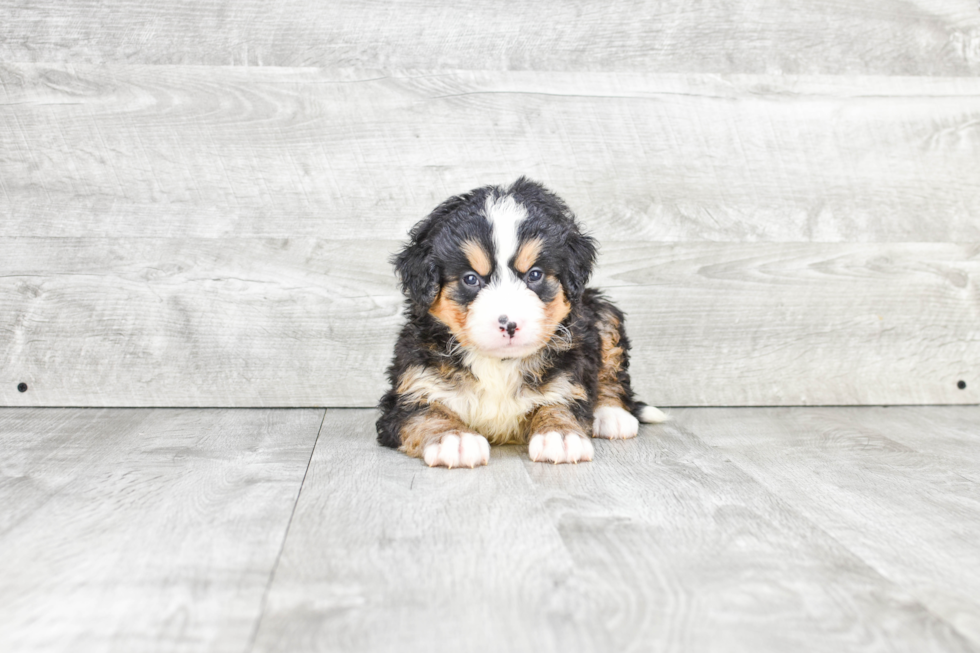 Little Bernadoodle Poodle Mix Puppy