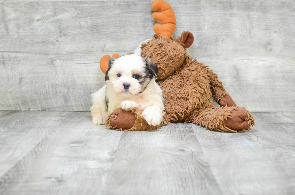 Fluffy Teddy Bear Designer Pup