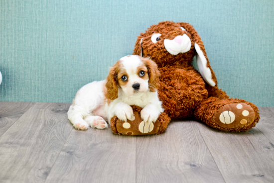 Cavalier King Charles Spaniel Pup Being Cute