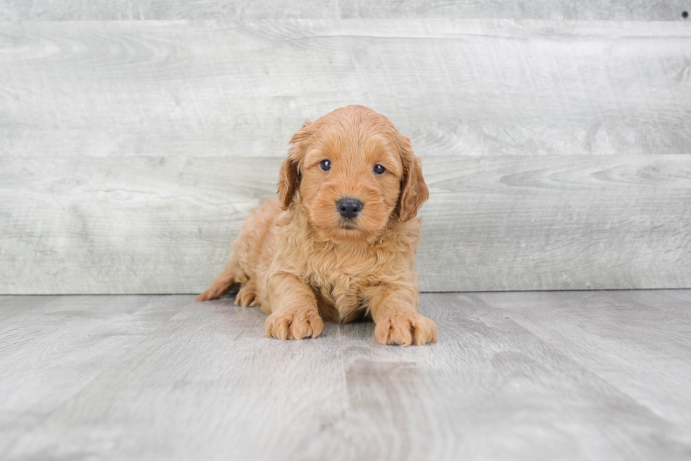 Mini Goldendoodle Puppy for Adoption