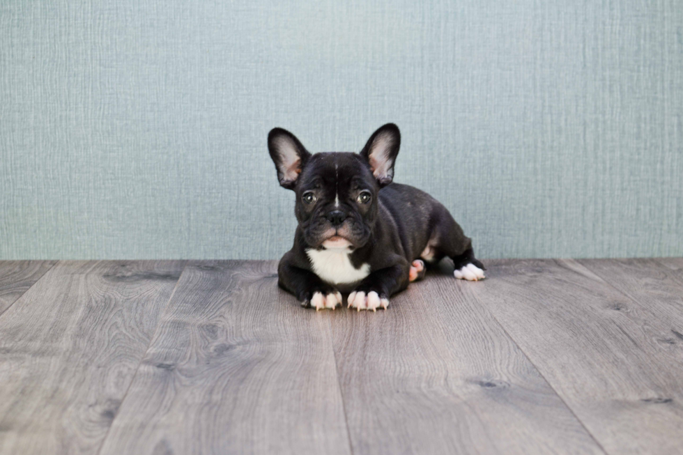 Petite Frenchie Purebred Puppy