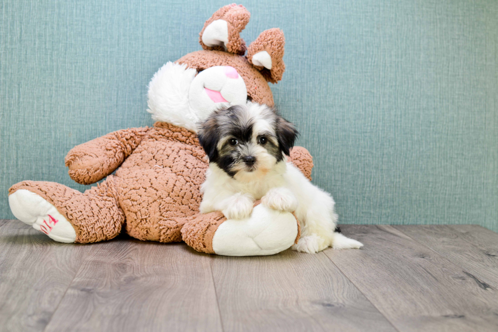 Small Havanese Purebred Pup