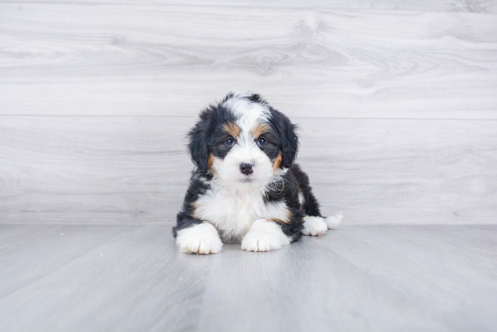 Mini Bernedoodle Pup Being Cute